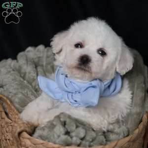 Jagger, Bichon Frise Puppy